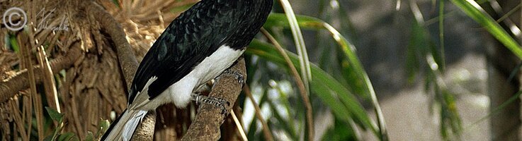 Nashornvogel (Anthracoceros albirostris) sitzt auf einem Ast, Bird Sanctuary
