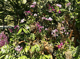 blühende Orchideensammlung