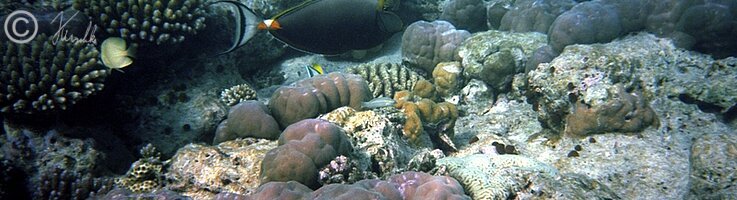 Unterwasserfoto: Doktorfisch schwimmt vor einem Korallenstock