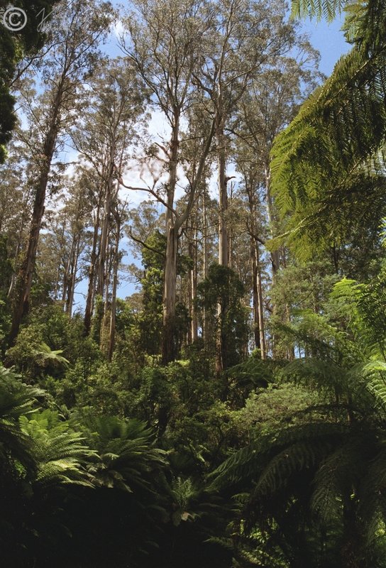Eukalyptusbestand mit Baumfarnunterwuchs im Sherwood Forest