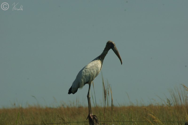 Woodstork (Mycteria americana) steht auf einem Weidepfahl