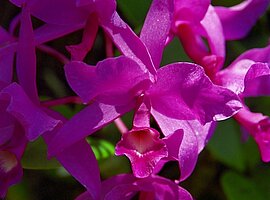 Cattleya-Orchideeblüten