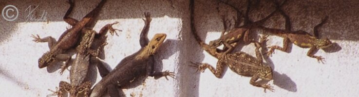 Gruppe Siedleragamen (Agama agama) an einer Hauswand