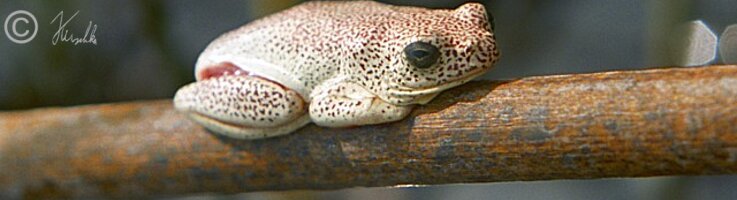 Marmor-Riedfrosch (Hyperolious marmoratus) sitzt an einem Schilfhalm