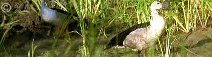 Pärchen der Höcker-Glanzgans (Sarkidiornis melanotos) steht in einem Wassergraben