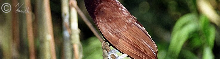 Paradiesvogel sitzt auf einem Ast, Bird Sanctuary