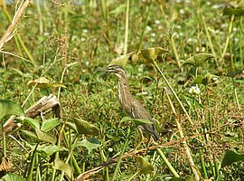 Striated Heron (Butorides striatus) steht auf einem Zweig im Sumpf