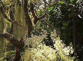 blühender Orchideenbestand (Dendrobium spec.) unter einem Baum