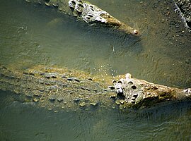 Spitzkrokodile (Crocodylus acutus) am Ufer des Rio Tarcoles; eines mit Sender