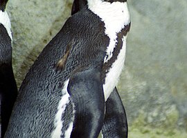Brillenpinguin (Spheniscus demersus)