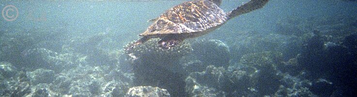 Unterwasserfoto: Grüne Karettschildkröte (Caretta caretta) schwimmt im Korallenriff