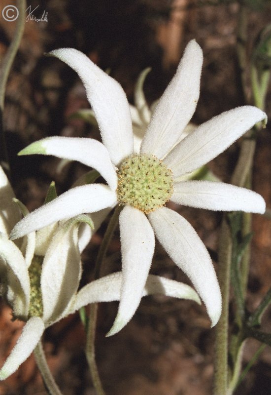 Blüten von Actinotus helianthus