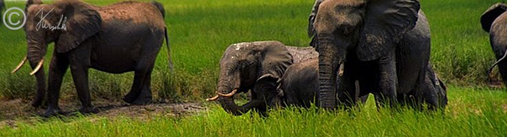 Elefanten (Loxodonta africana) fressen im Grasland