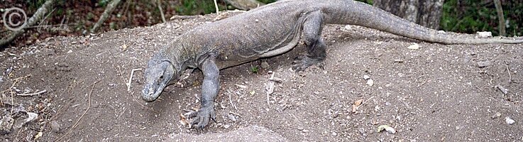 laufendes Komodo-Waran-Weibchen (Varanus komodoensis)