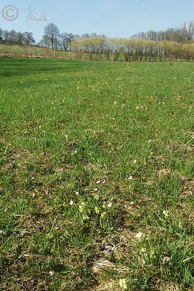 Blühende Himmelschlüssel (Primula elatior) auf einer Frischwiese
