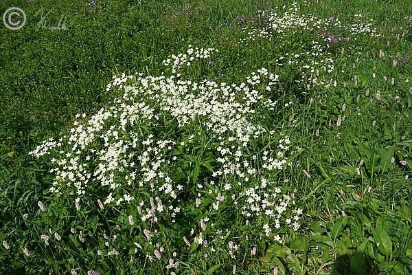 Bestand von Platanenbl&auml;ttrigem Hahnenfu&szlig; (Ranunculus platanifolius)