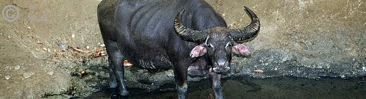 Wasserbüffel (Bubalus bubalis) steht in einem Tümpel