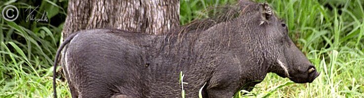 weibliches Warzenschwein (Phacochoerus africanus) säugt zwei Frischlinge