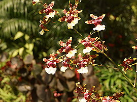 Blütenstand einer Orchidee (Oncidium spec.)