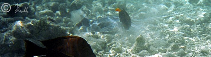 Unterwasserfoto: Stachelrochen liegt am Grund im Korallenriff