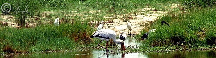 Nimmersattstorch (Mycteria ibis) auf Nahrungssuche im Flachwasser