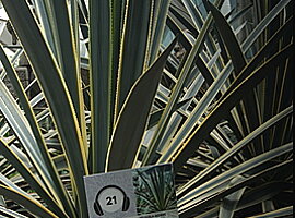 Tequila Agave (Agave tequilana) im Flower Dome