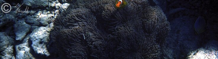 Unterwasserfoto: Pärchen Clownfische an einer Seeanemone