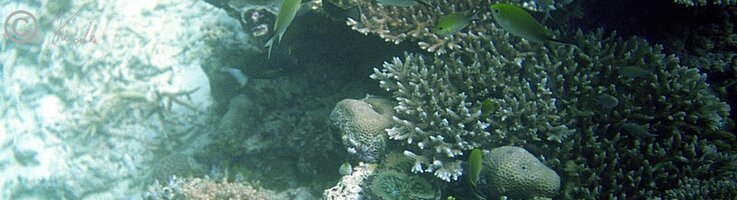 Unterwasserfoto: Fische im Korallenriff