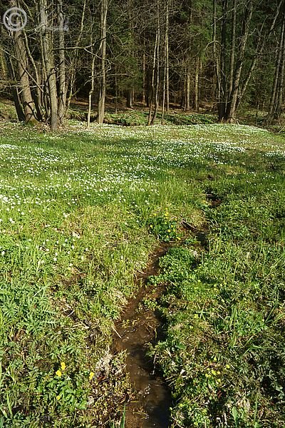 Wiesenbach inmitten einer blühenden Nasswiese