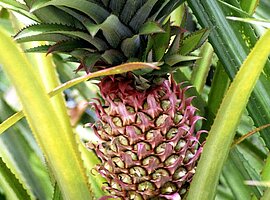 Ananasblüte (Ananas comosus)