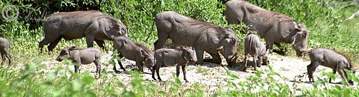 Rotte Warzenschweine (Phacochoerus africanus) mit Frischlingen
