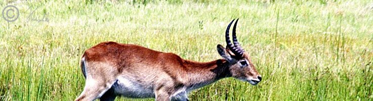 männliche Moorantilope (Kobus leche) läuft durchs Gras