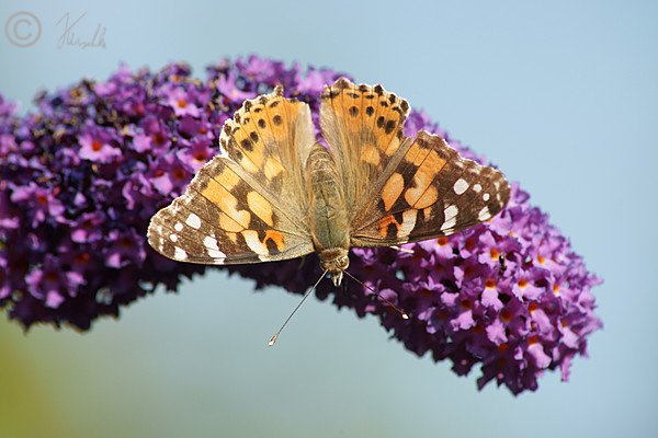 Distelfalter (Vanessa cardui) sitzt auf einem Bl&uuml;tenstand des Sommerflieder