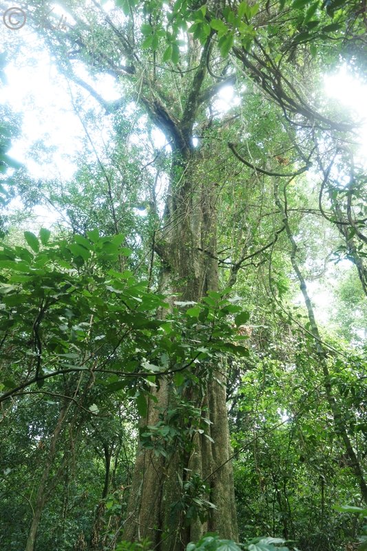 Baum mit Würgfeige