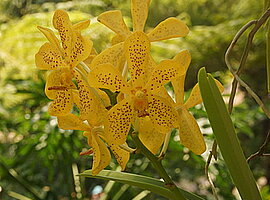 Orchideenblüten (Mokara Hybride)