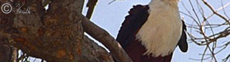 Schreiseeadler (Haliaeetus vocifer) sitzt auf einem Ast
