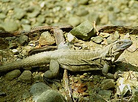 Schwarzer Leguan (Ctenosaura similis) an der Hafenmauer