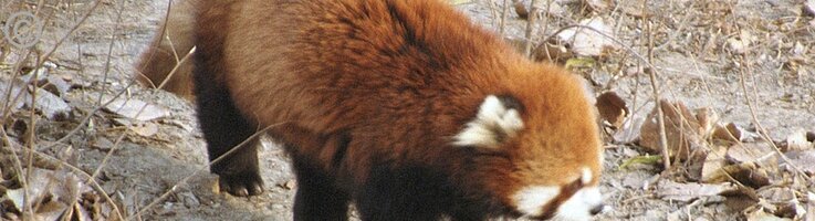 Roter Panda (Ailurus fulgens) im Zoo