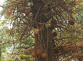 Kanonenkugelbaum (Couropita guianensis) mit Blüten und Früchten