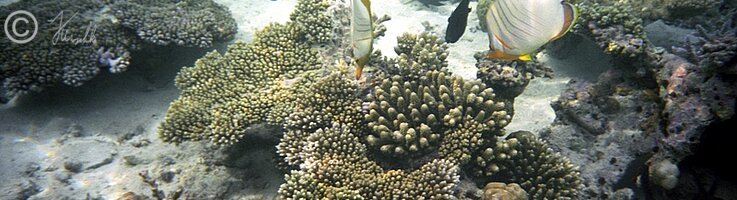 Unterwasserfoto: Schmetterlingsfische auf Nahrungssuche an einem Korallenstock