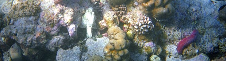 Unterwasserfoto: Korallenriff mit Seegurke