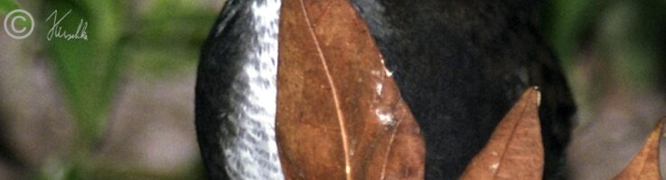 Weißbrust-Wasserhuhn (Amaurornis phoenicurus) auf Nahrungssuche am Boden