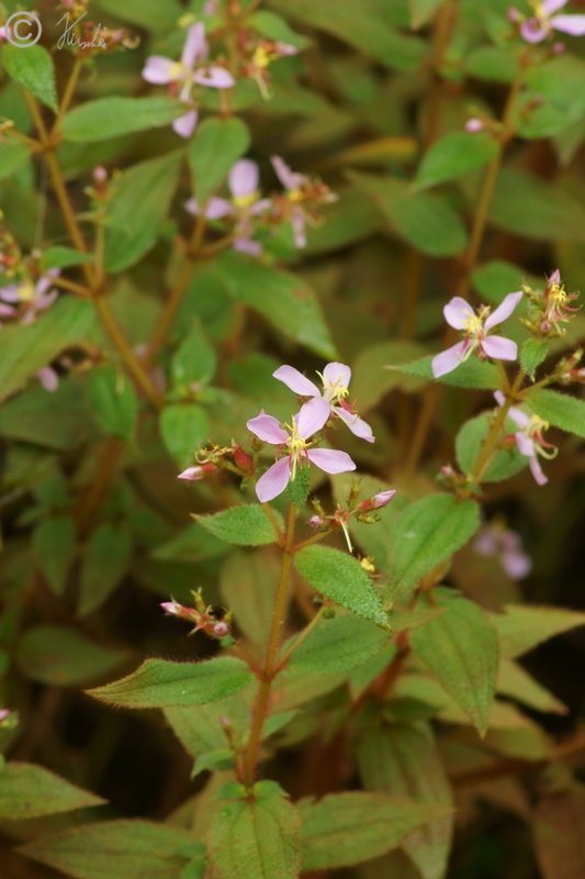 blühende Staude (?)