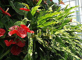 blühende Anthurien und Farne im Cloud Forest Dome