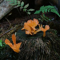 Pilze auf Palmenstumpf