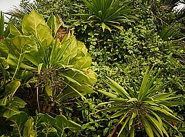 Schmalblättrige Meryta (Meryta angustifolia) und Breitblättrige Meryta (Meryta latifolia) mit Früchten