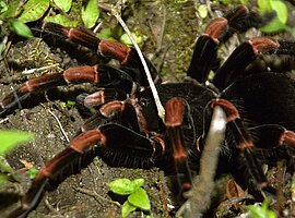Rotknievogelspinne (Brachypelma mesomelas)