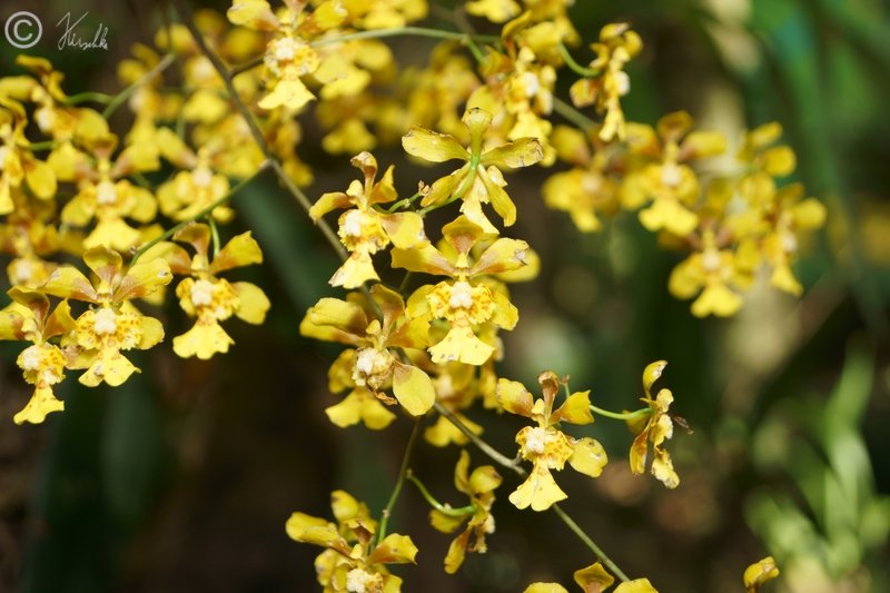 Blütenstand einer Orchidee (Dendrobium ?)