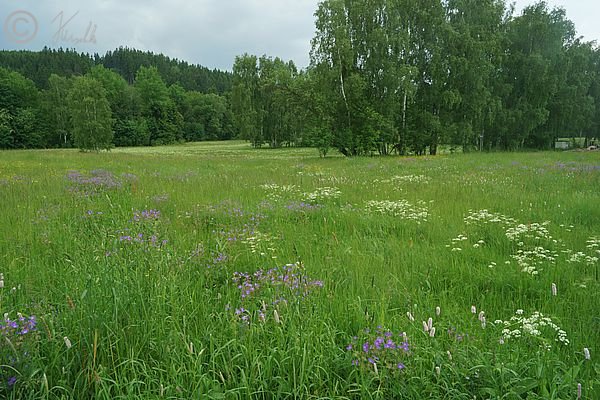 Fr&uuml;hsommer-Bl&uuml;haspekt einer B&auml;rwurz-Wiese mit Wald-Storchschnabel (Geranium sylvaticum)