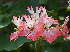 blühende Pelargonien (Pelargonium spec.)